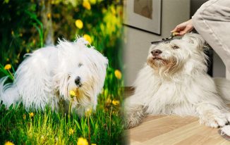 Natural Remedies and Grooming Tips for Animals at Home with Holistic Ways