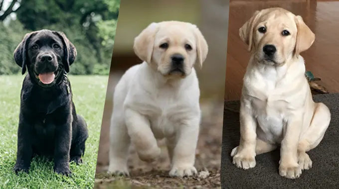 The Importance of Health Testing in English Labrador Breeding Programs