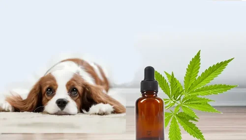 How CBD Can Help Your Dog: Anxiety, Pain Relief, and Overall Wellness