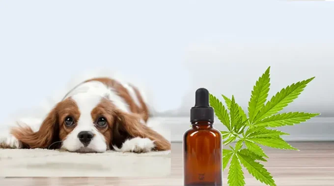 How CBD Can Help Your Dog: Anxiety, Pain Relief, and Overall Wellness