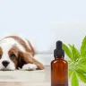 How CBD Can Help Your Dog: Anxiety, Pain Relief, and Overall Wellness