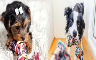 Eco-Friendly Dog Toys: The Sustainable Choice for Your Canine Companion