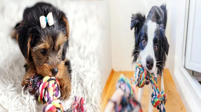 Eco-Friendly Dog Toys: The Sustainable Choice for Your Canine Companion