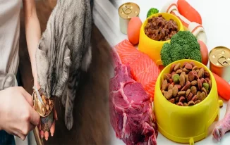 Embrace the Purity of Organic Wet Puppy Food with Real Meat Ingredients