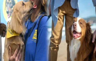Embracing the Healing Power of Emotional Support Companion Pets for Anxiety Relief