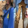 Embracing the Healing Power of Emotional Support Companion Pets for Anxiety Relief
