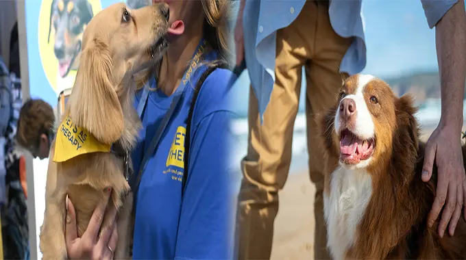 Embracing the Healing Power of Emotional Support Companion Pets for Anxiety Relief
