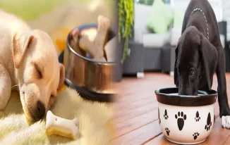 Finding the Perfect Balance: Affordable Puppy Food for Small Breed Puppies