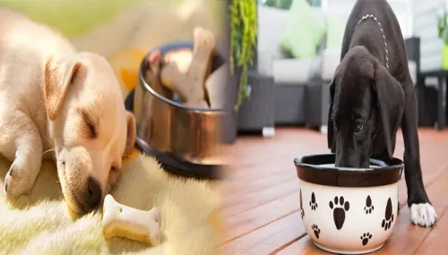 Finding the Perfect Balance: Affordable Puppy Food for Small Breed Puppies