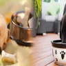 Finding the Perfect Balance: Affordable Puppy Food for Small Breed Puppies