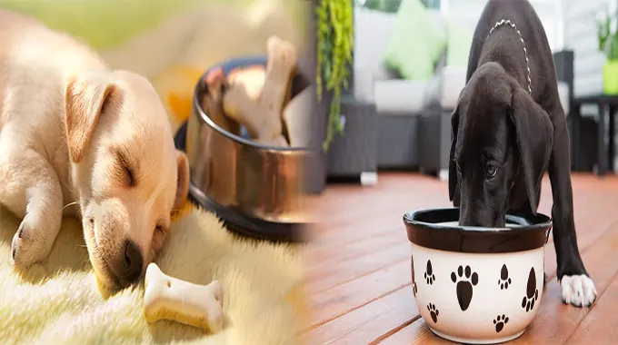 Finding the Perfect Balance: Affordable Puppy Food for Small Breed Puppies
