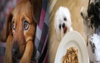 Nourishing Your Pup: Best Grain-Free Puppy Food for Sensitive Stomachs