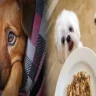 Nourishing Your Pup: Best Grain-Free Puppy Food for Sensitive Stomachs