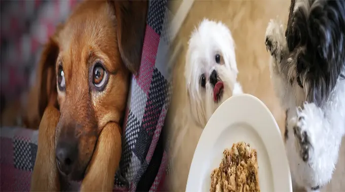 Nourishing Your Pup: Best Grain-Free Puppy Food for Sensitive Stomachs
