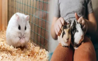 Perfect Companions: Low Maintenance Animals for Small Apartments