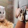 Perfect Companions: Low Maintenance Animals for Small Apartments