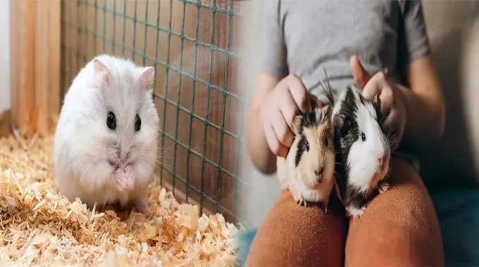 Perfect Companions: Low Maintenance Animals for Small Apartments