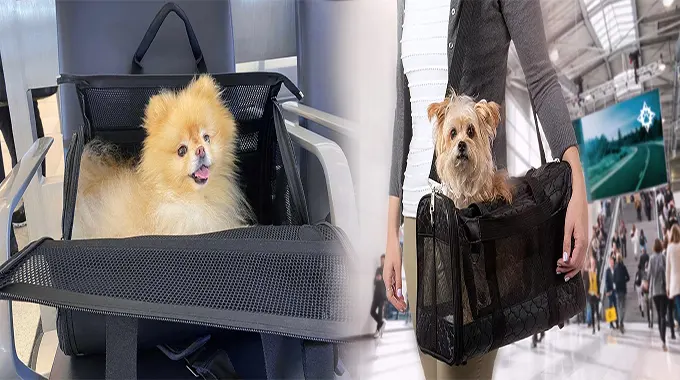 Pet Carriers with Wheels: The Ultimate Travel Companion for Airport Adventures