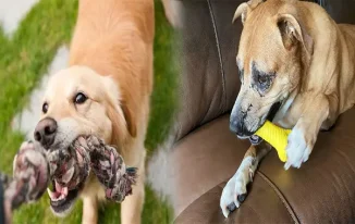 The Best Chew Toys for Aggressive Chewers: Keeping Your Dog Happy and Healthy