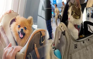 The Ultimate Guide to Airline Approved Pet Carriers for In-Cabin Travel