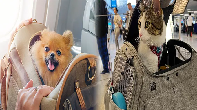 The Ultimate Guide to Airline Approved Pet Carriers for In-Cabin Travel