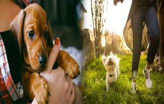 Training Tips for First-Time Companion Pet Owners
