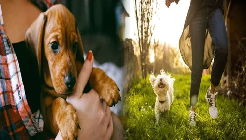 Training Tips for First-Time Companion Pet Owners