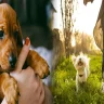 Training Tips for First-Time Companion Pet Owners