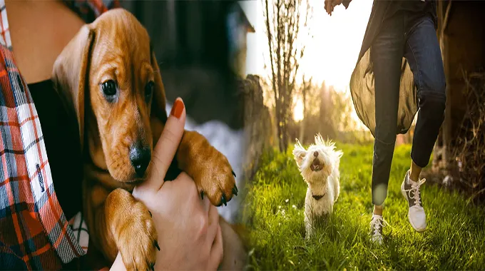 Training Tips for First-Time Companion Pet Owners