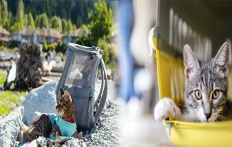 Traveling with Ease: Pet Carriers with Built-In Litter Box for Long Trips