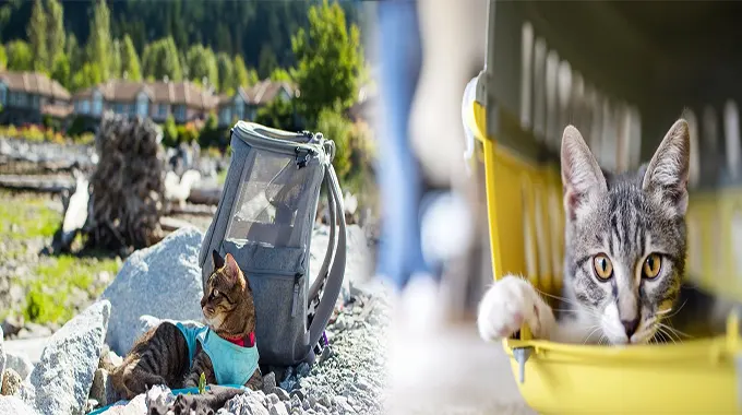 Traveling with Ease: Pet Carriers with Built-In Litter Box for Long Trips