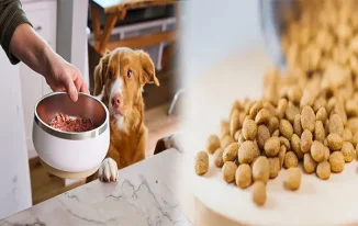 Unlocking the Benefits of High-Protein Dry Puppy Food for Large Breeds