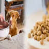 Unlocking the Benefits of High-Protein Dry Puppy Food for Large Breeds