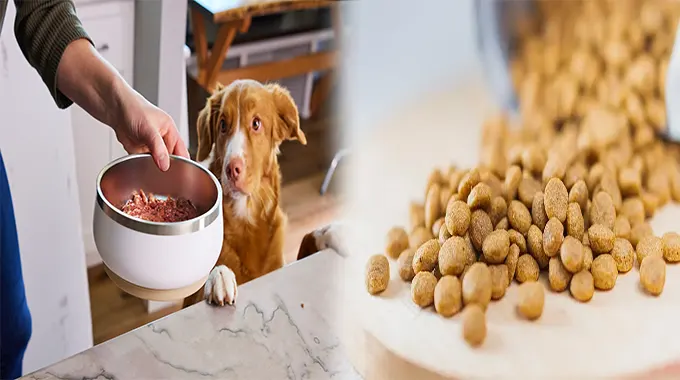 Unlocking the Benefits of High-Protein Dry Puppy Food for Large Breeds