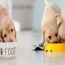 Vet-Recommended Puppy Food for Healthy Growth