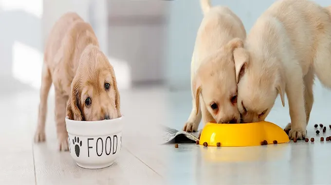 Vet-Recommended Puppy Food for Healthy Growth