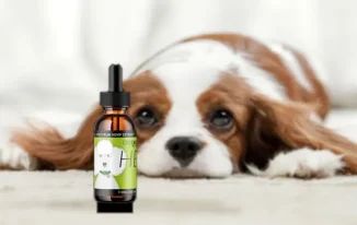 CBD Oil for Animals: A Complete Guide for Pet Owners