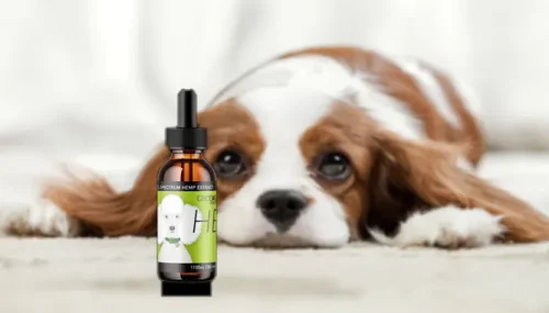 CBD Oil for Animals: A Complete Guide for Pet Owners