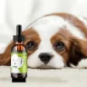 CBD Oil for Animals: A Complete Guide for Pet Owners
