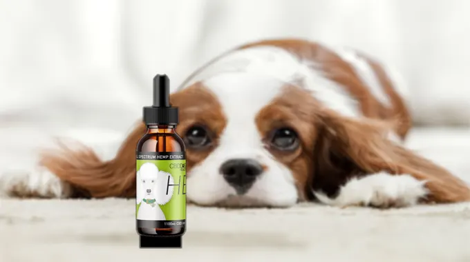 CBD Oil for Animals: A Complete Guide for Pet Owners