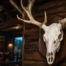 A Comprehensive Guide To European Mount Cleaning And Whitening